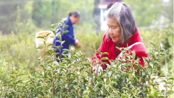 绿叶对根的情谊 情系桑梓带领家乡走上致富路的喻金文(图2)
