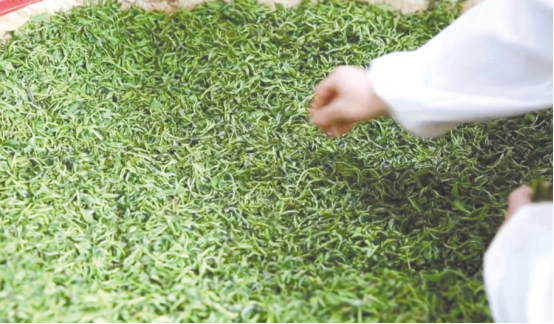 绿叶对根的情谊 情系桑梓带领家乡走上致富路的喻金文(图3)