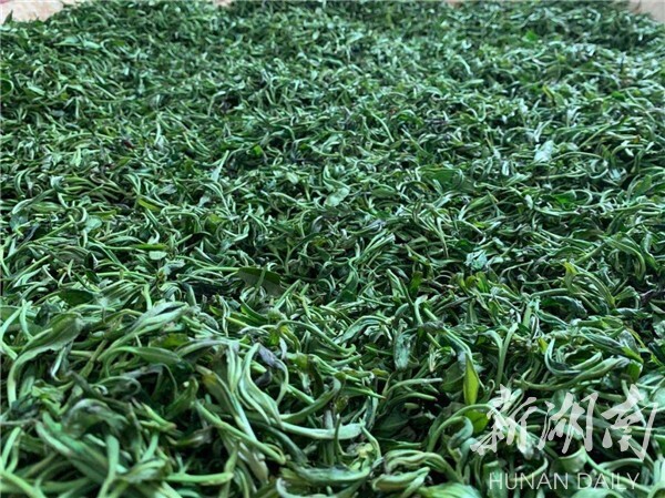 湘乡毛田镇：“茶叶经济”铺就乡村振兴致富路(图2)