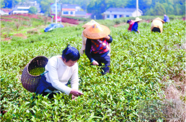 “香妃”茶场采茶一景。 (记者 罗韬 摄)