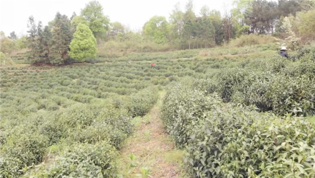 一壶好茶送春来——“精准扶贫企业品牌”香露红(图2)