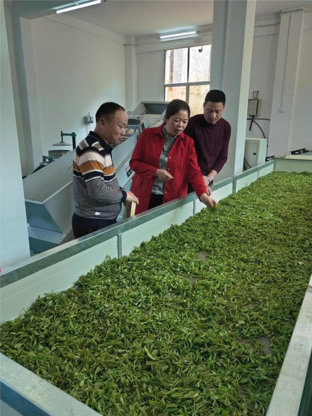 一壶好茶送春来——“精准扶贫企业品牌”香露红(图3)