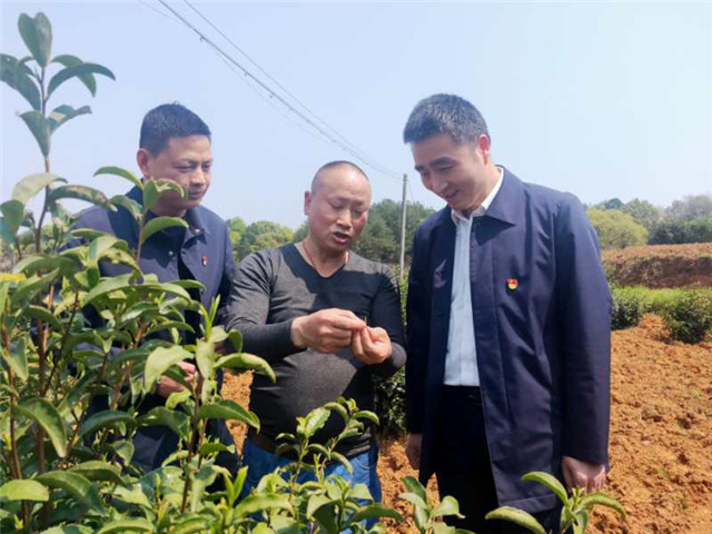 一壶好茶送春来——“精准扶贫企业品牌”香露红(图4)