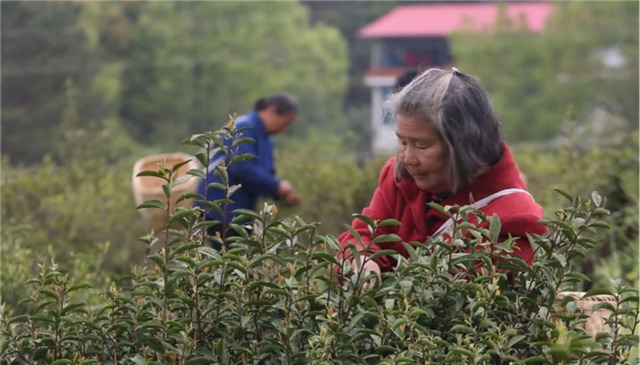 一壶好茶送春来——“精准扶贫企业品牌”香露红(图8)