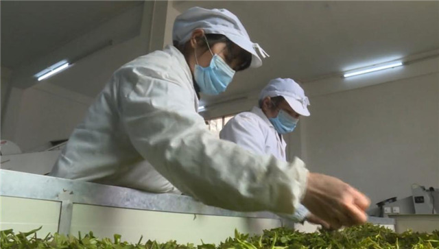 一壶好茶送春来——“精准扶贫企业品牌”香露红(图9)