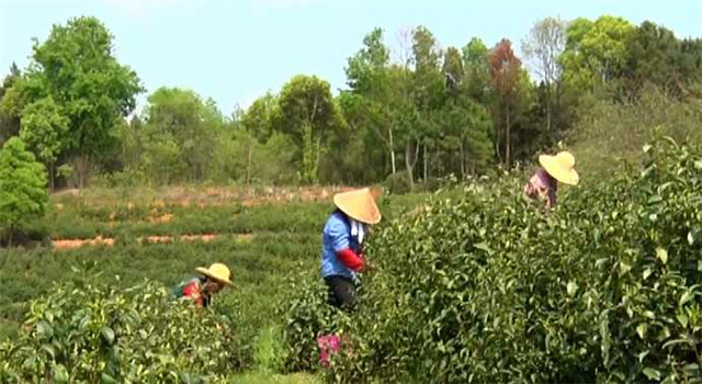 一壶好茶送春来——“精准扶贫企业品牌”香露红(图11)