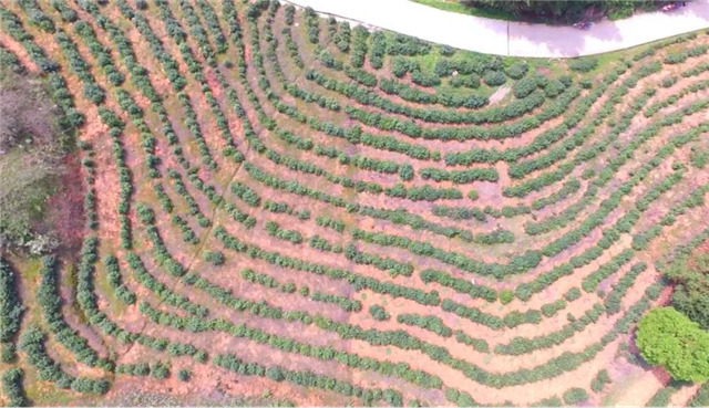 一壶好茶送春来——“精准扶贫企业品牌”香露红(图12)