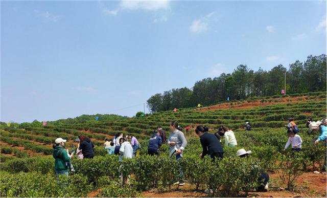 一壶好茶送春来——“精准扶贫企业品牌”香露红(图14)