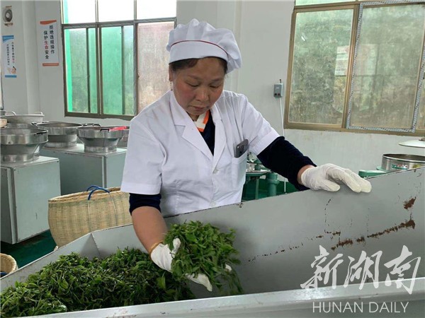 湘乡毛田镇:“茶叶经济”铺就乡村振兴致富路(图1)