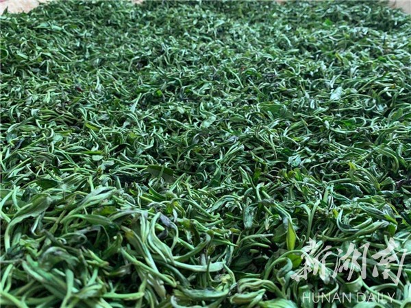 湘乡毛田镇:“茶叶经济”铺就乡村振兴致富路(图2)